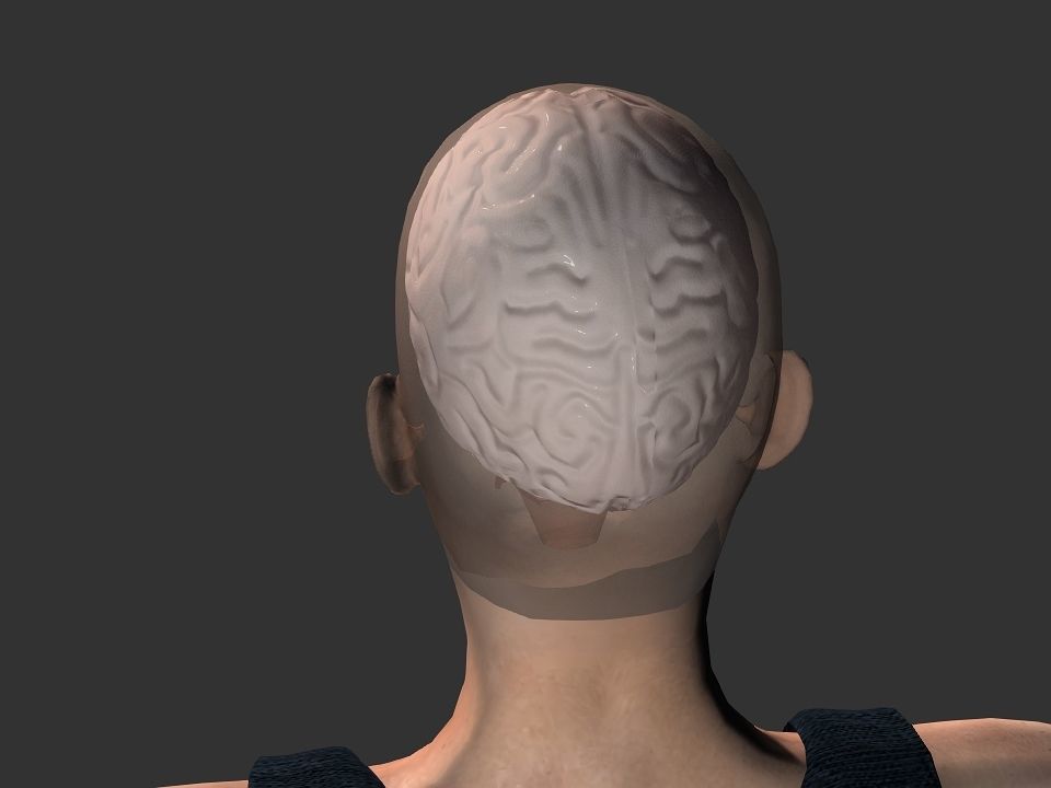 Brain model human Low-poly 3D model_17