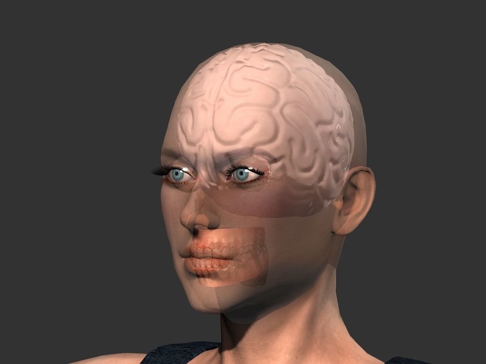Brain model human Low-poly 3D model_1