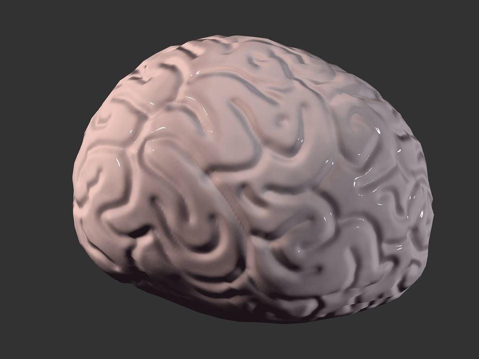 Brain model human Low-poly 3D model_29
