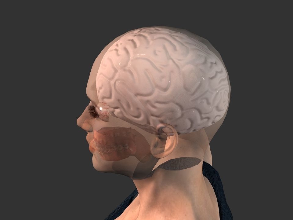 Brain model human Low-poly 3D model_14