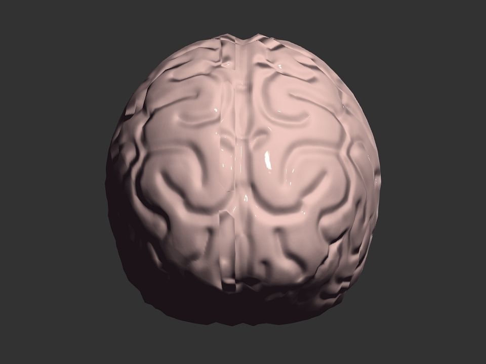 Brain model human Low-poly 3D model_26