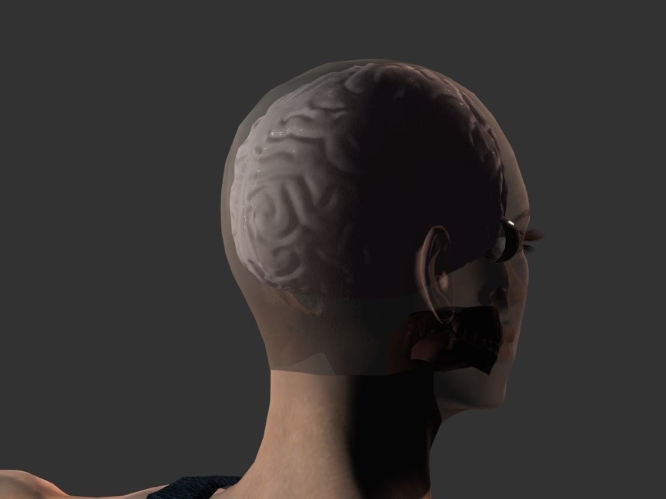 Brain model human Low-poly 3D model_2