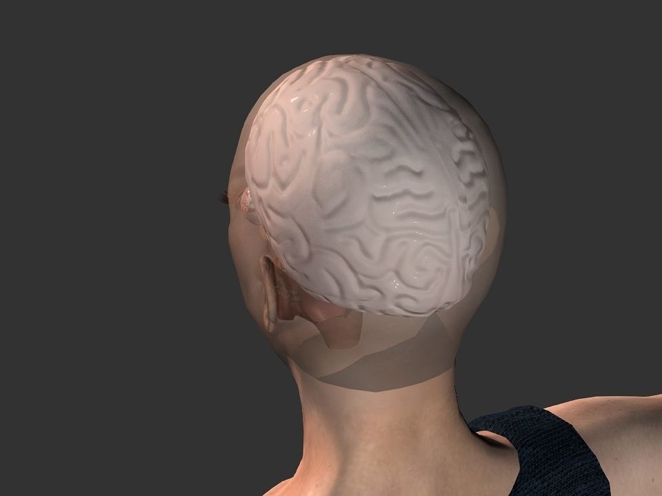 Brain model human Low-poly 3D model_16