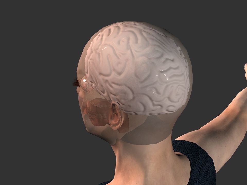 Brain model human Low-poly 3D model_15
