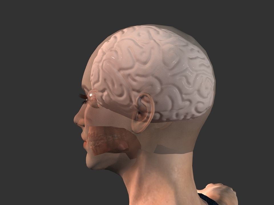 Brain model human Low-poly 3D model_34