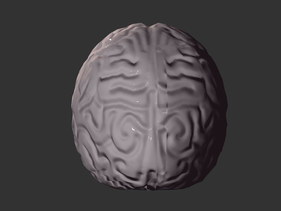 Brain model human Low-poly 3D model_33