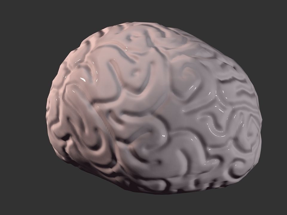 Brain model human Low-poly 3D model_30