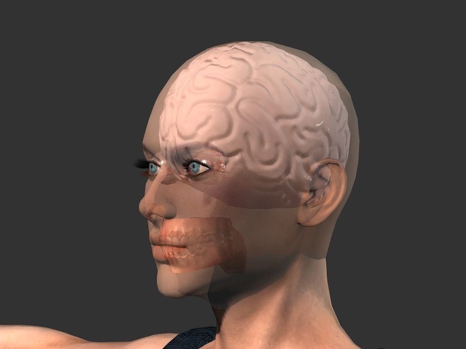 Brain model human Low-poly 3D model_12
