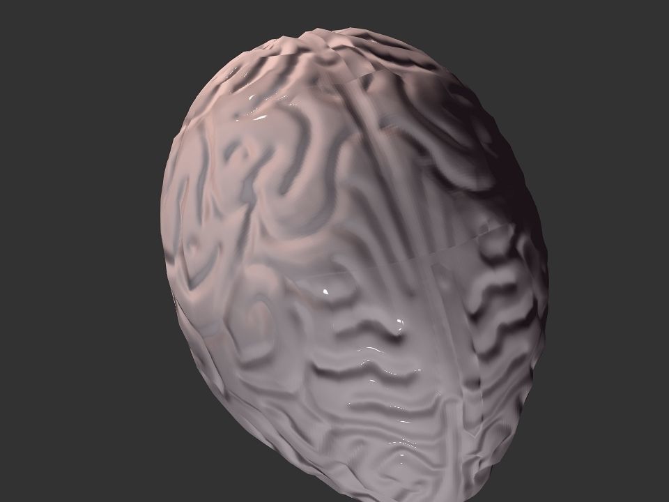 Brain model human Low-poly 3D model_46