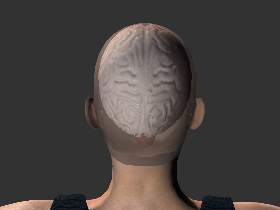 Brain model human Low-poly 3D model_18
