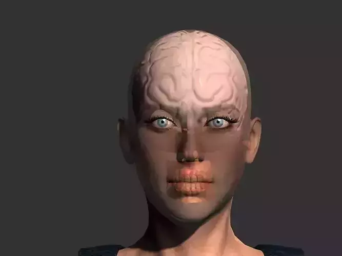 Brain model human
