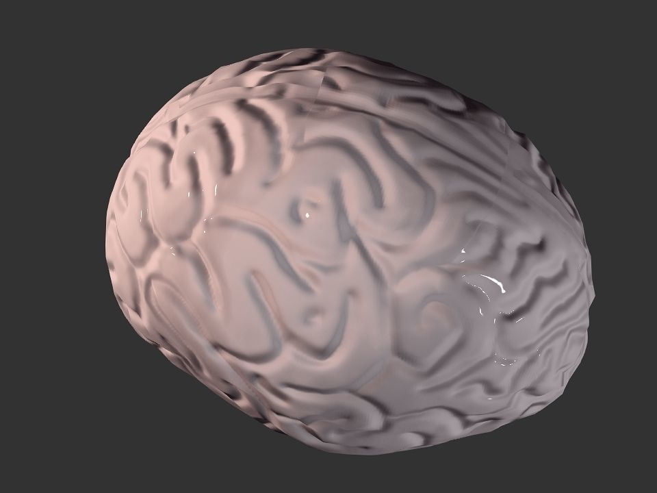 Brain model human Low-poly 3D model_44