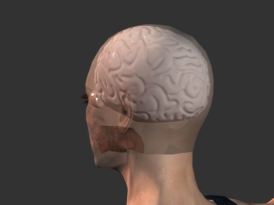 Brain model human Low-poly 3D model_45