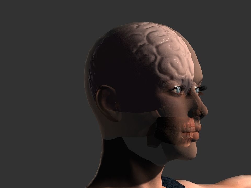 Brain model human Low-poly 3D model_5