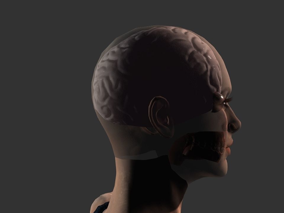 Brain model human Low-poly 3D model_3