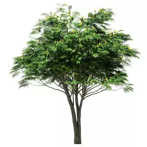 Peltophorum pterocarpum tree