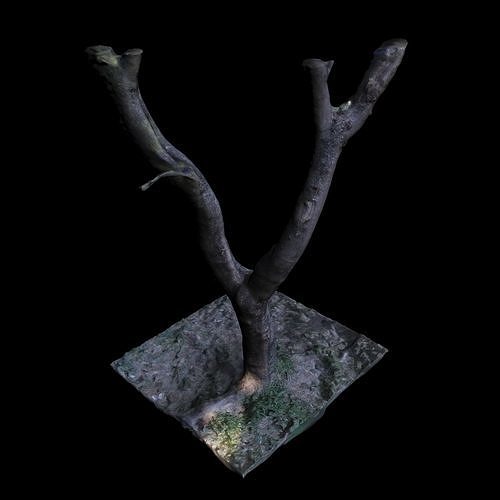 Big Tree 3D model