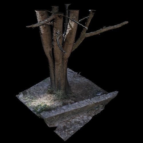 Big Tree 3D model