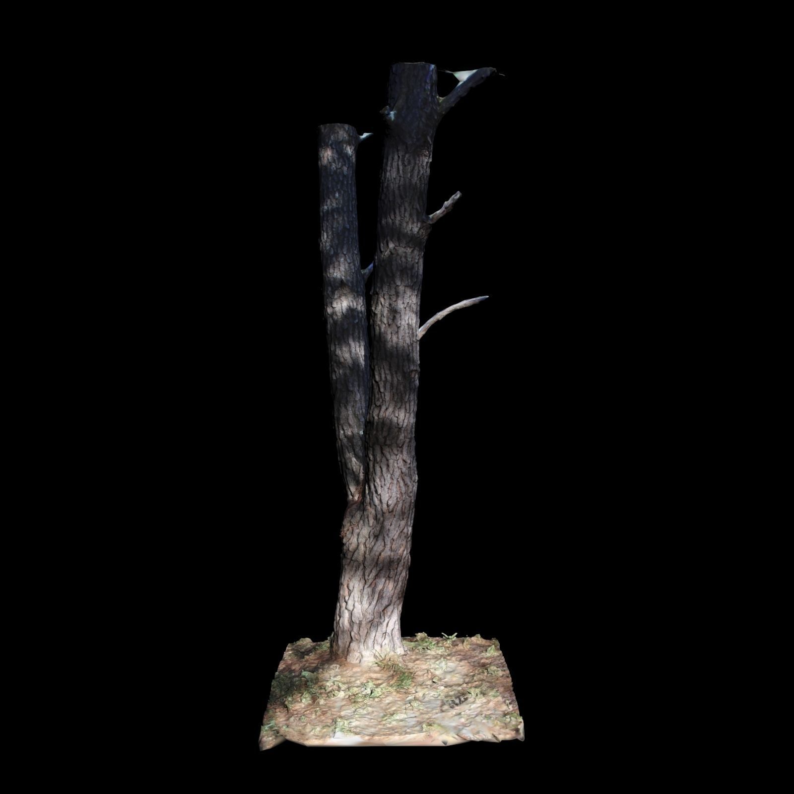Big Tree 3D model_2