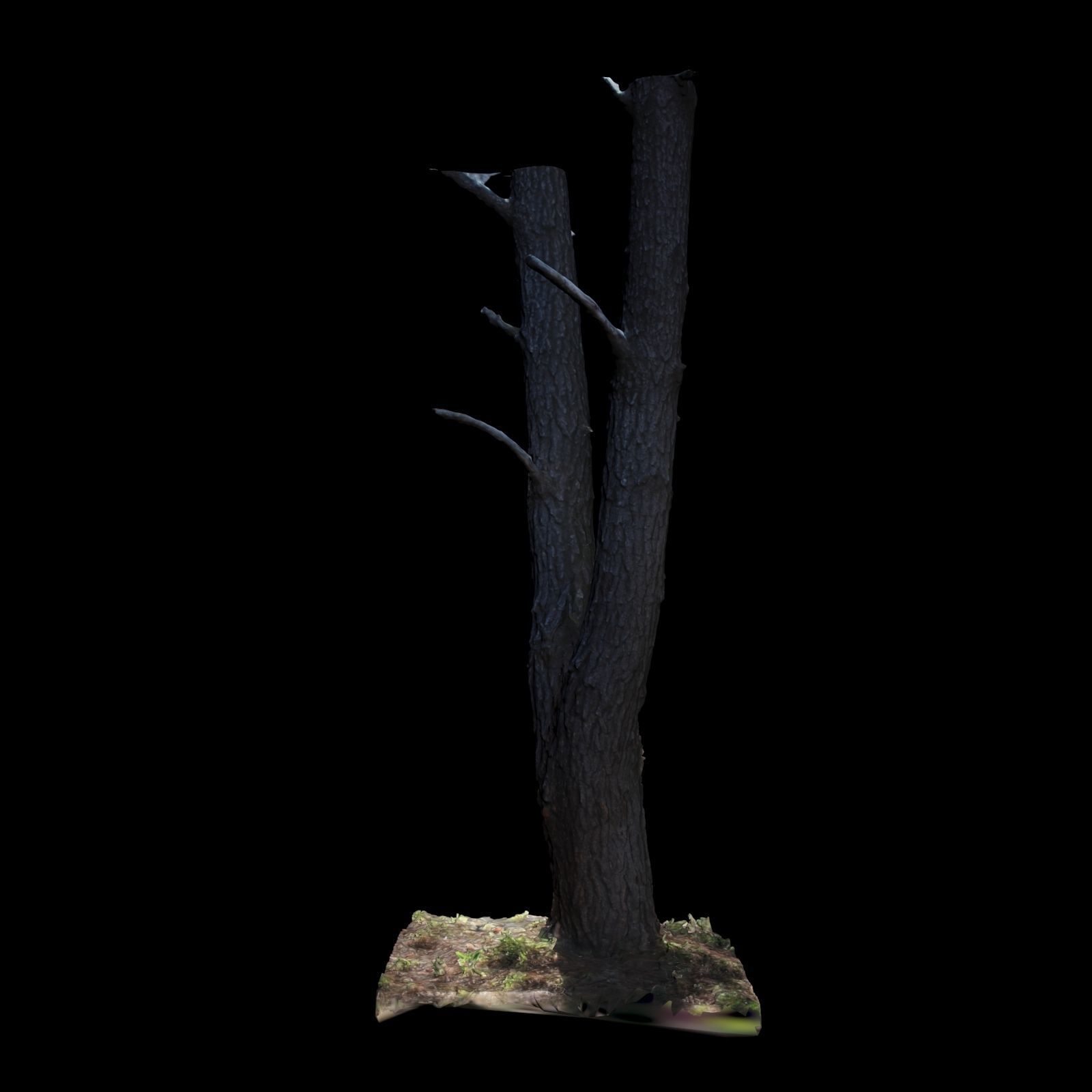 Big Tree 3D model_4