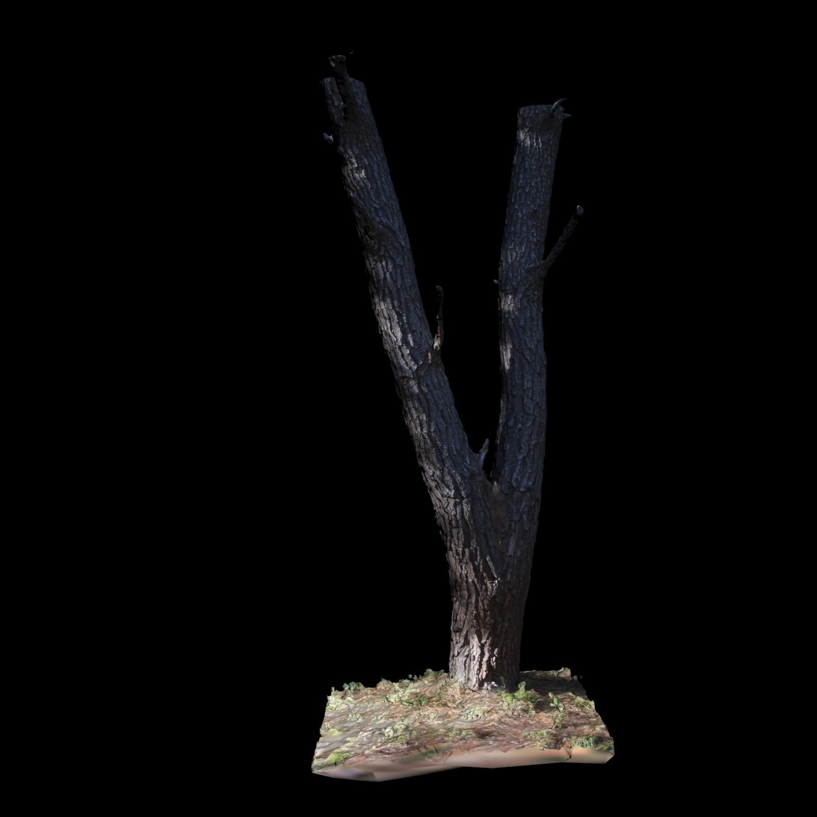 Big Tree 3D model_3