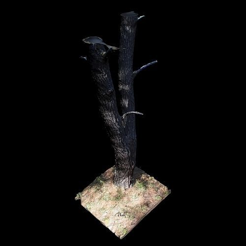 Big Tree 3D model