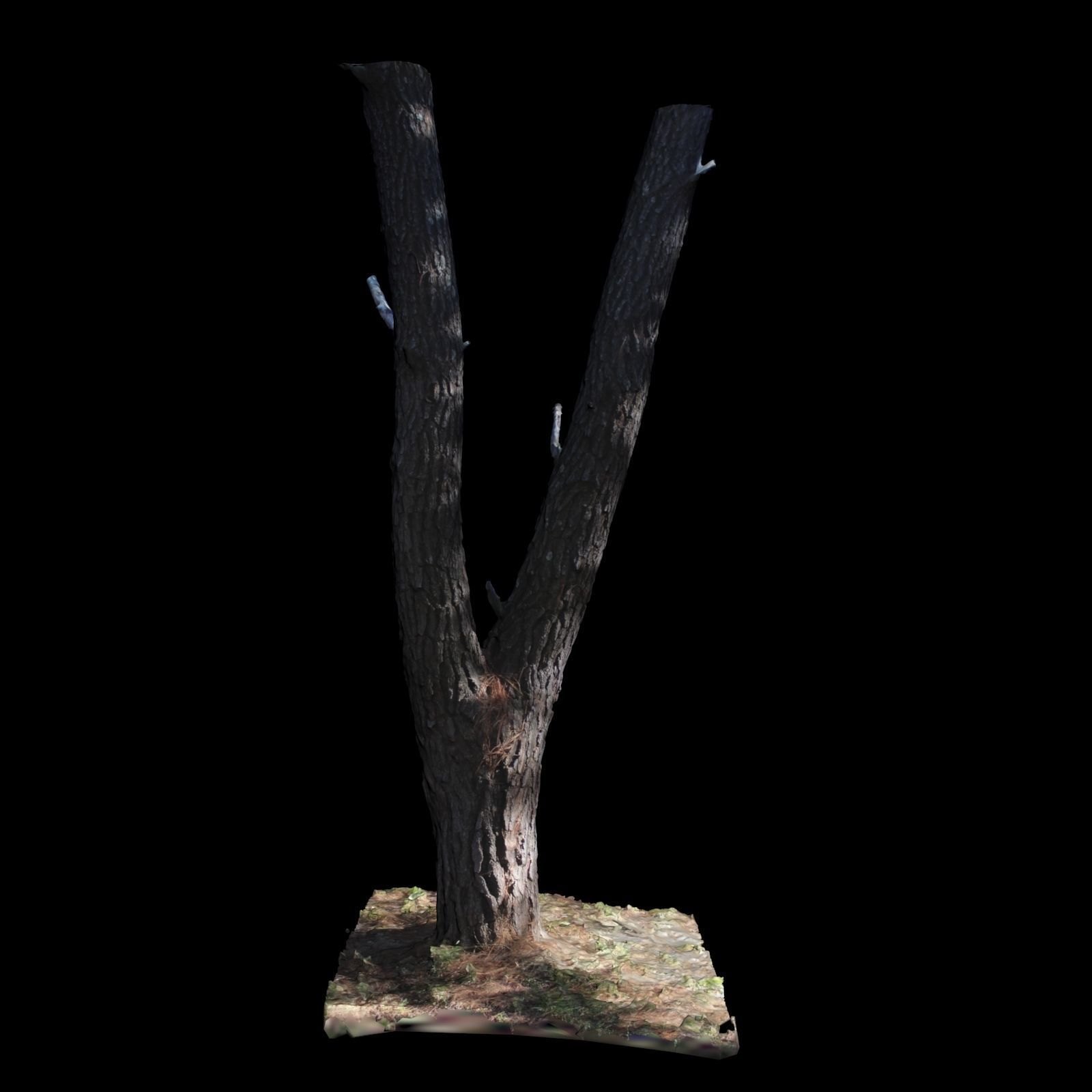 Big Tree 3D model_5