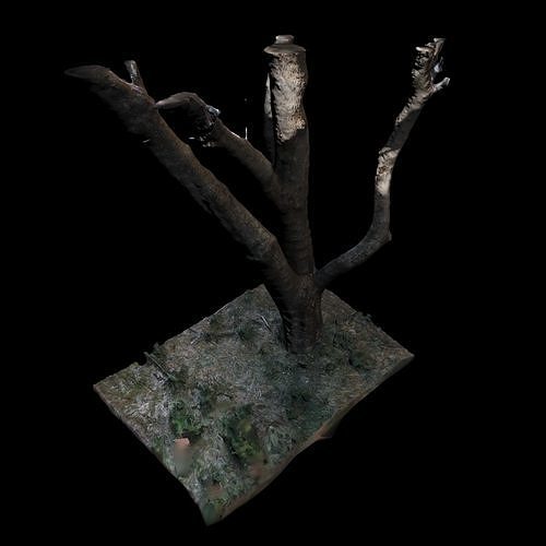 Big Tree 3D model