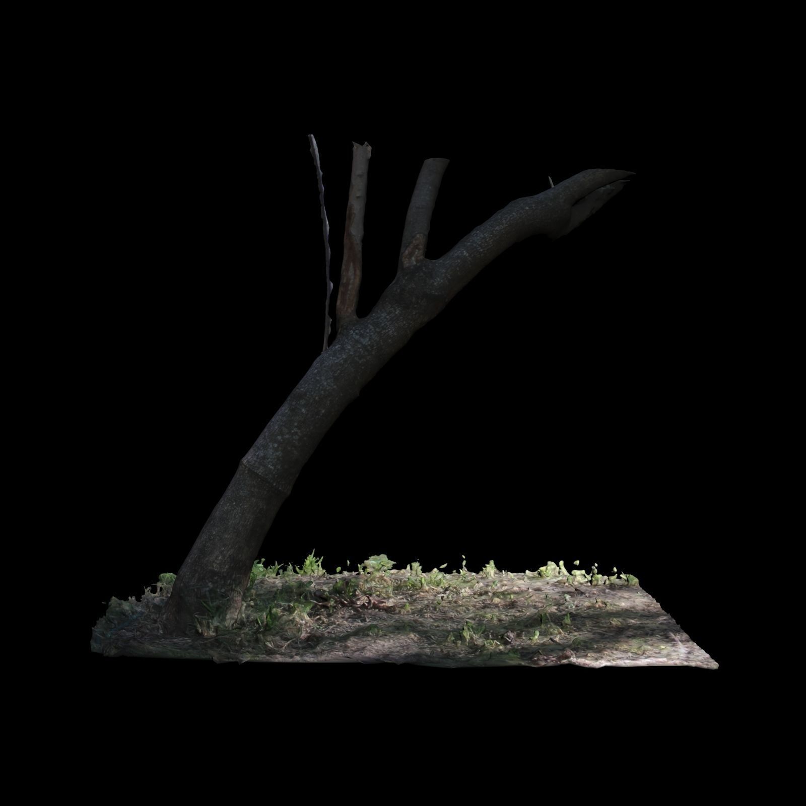 Big Tree 3D model_4