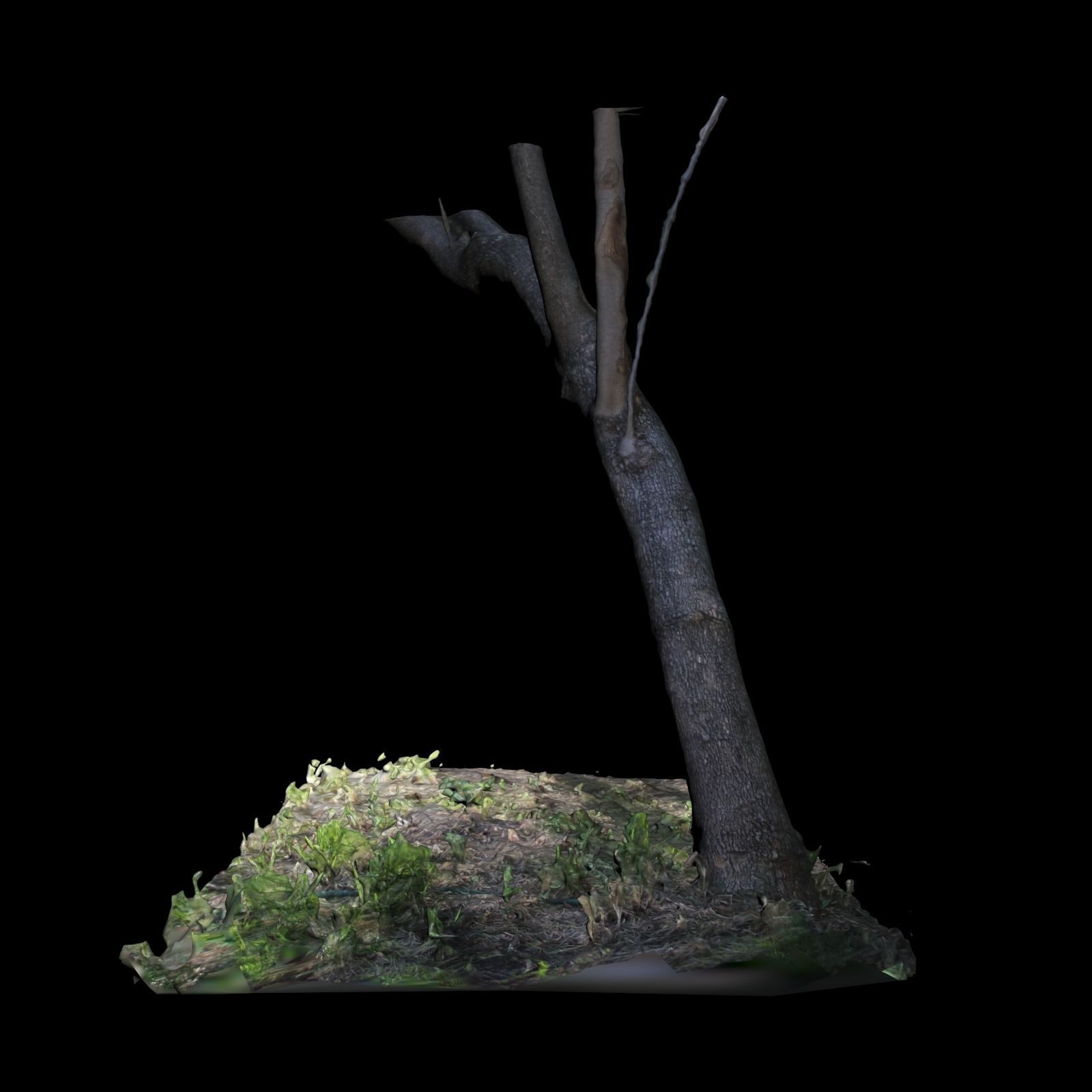 Big Tree 3D model_3