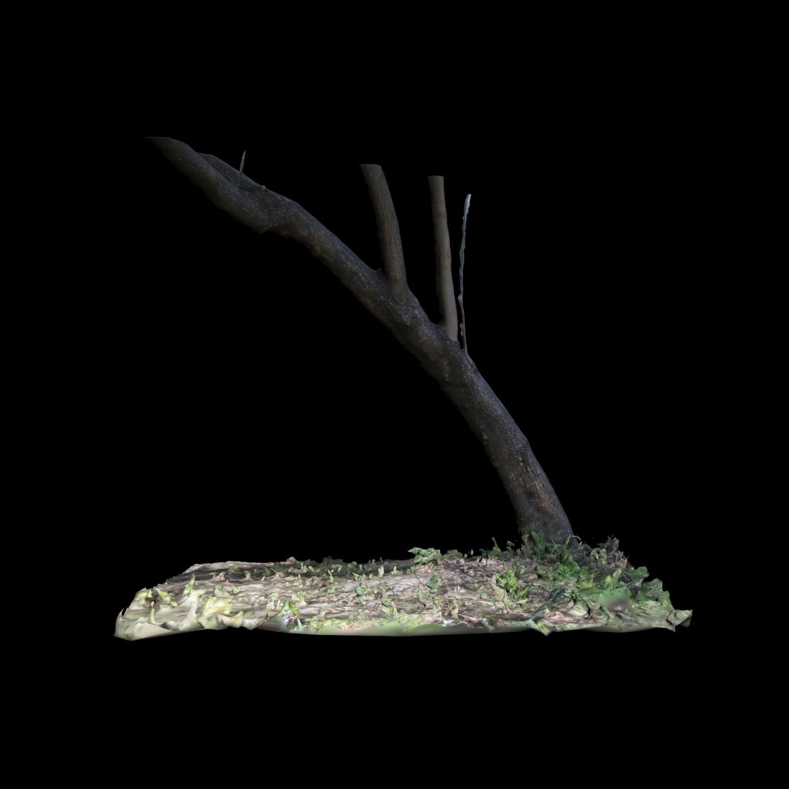Big Tree 3D model_2