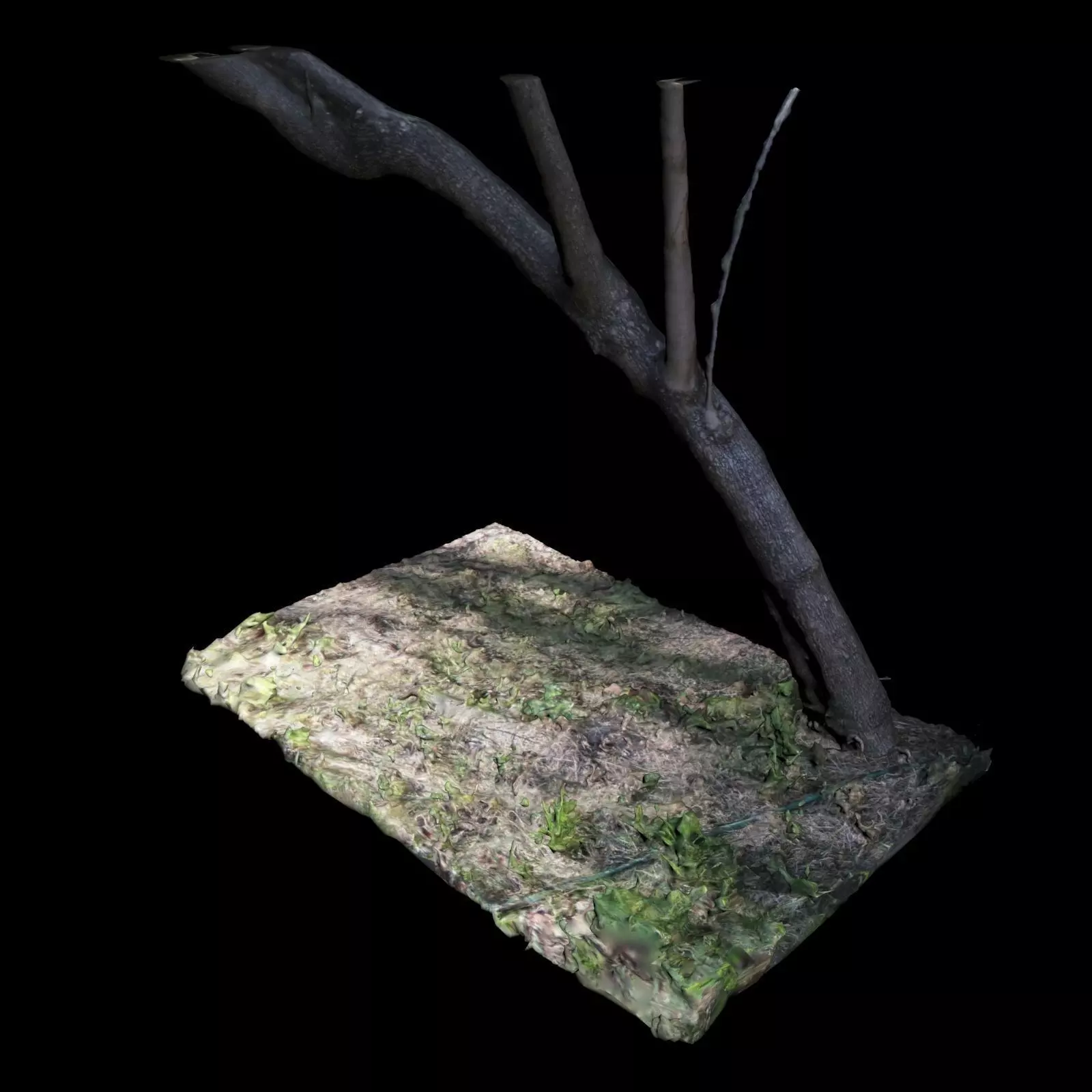 Big Tree 3D model_0