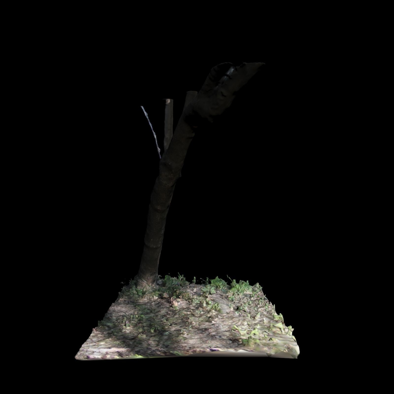 Big Tree 3D model_5