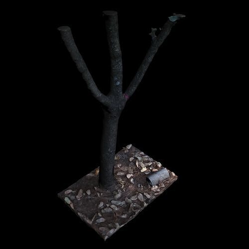 Big Tree 3D model