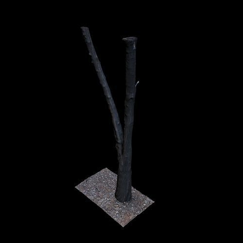 Big Tree 3D model