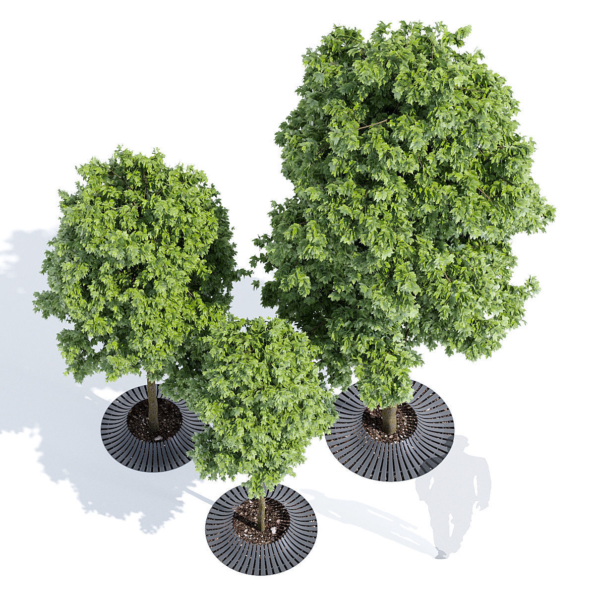 Calyx three trees 3D model_3