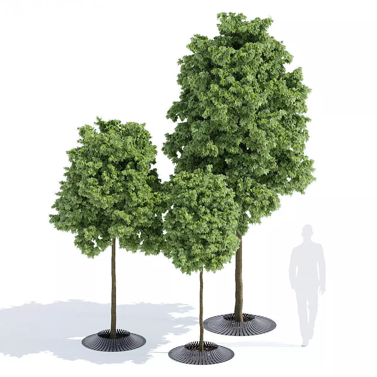Calyx three trees 3D model_0