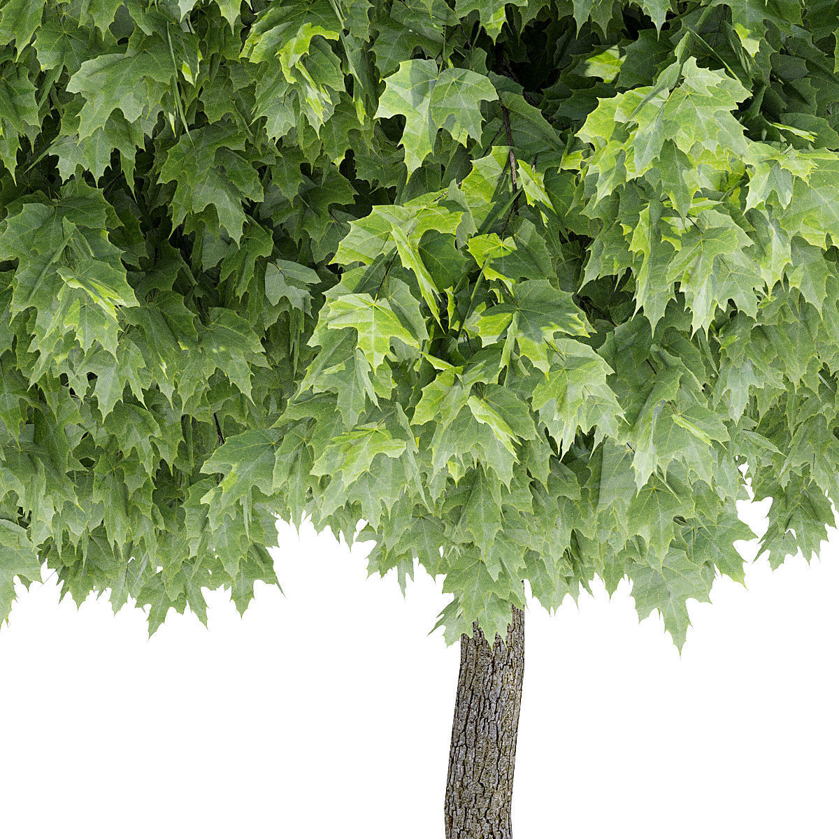 Calyx three trees 3D model_5