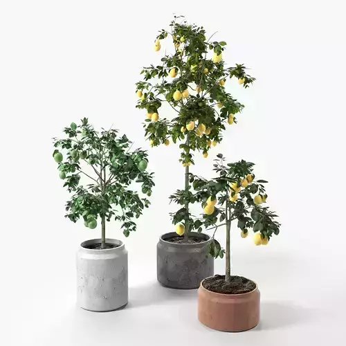 Lime and Lemon Trees set 01 