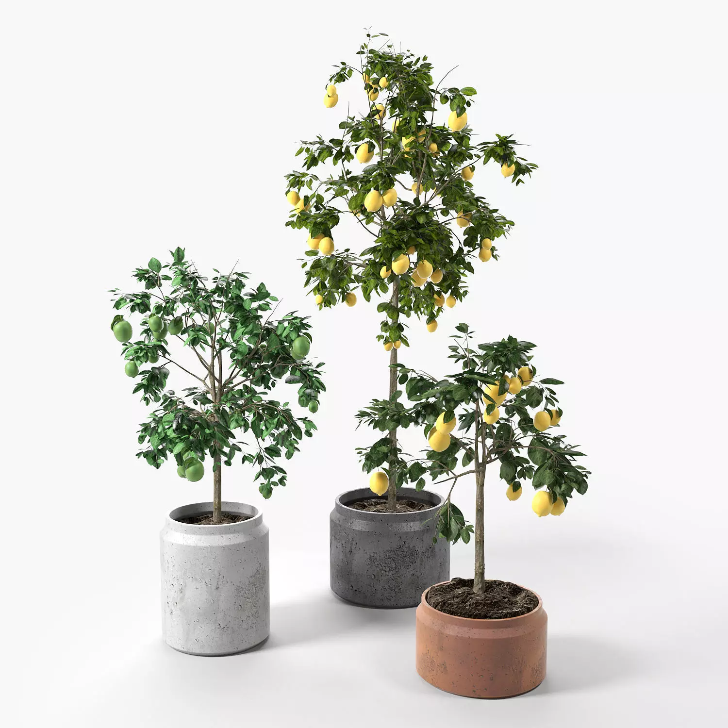 Lime and Lemon Trees set 01 3D model