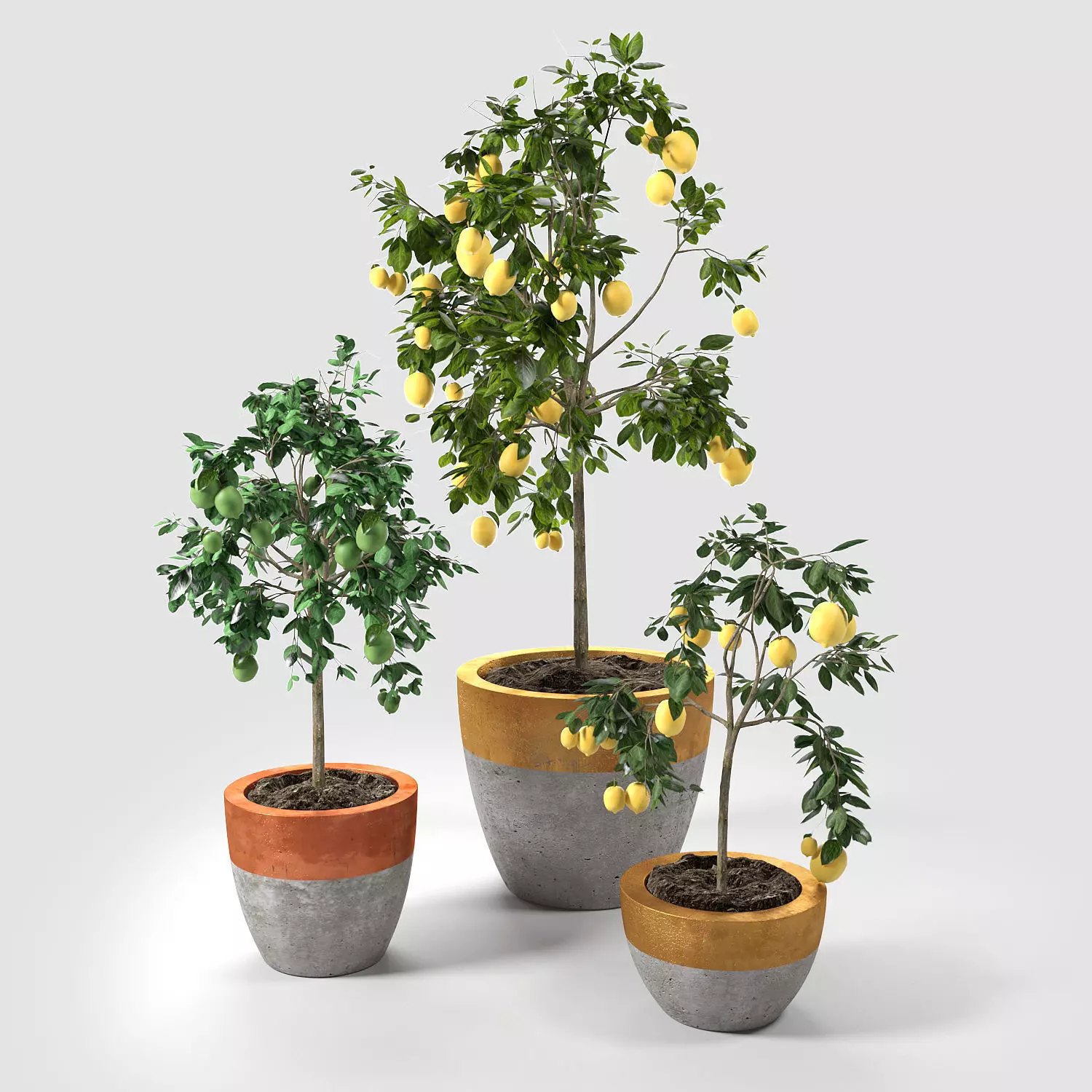 Lime and Lemon Trees set 02 3D model