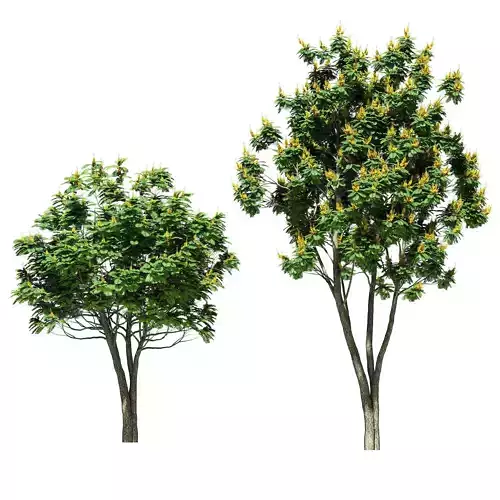 Peltophorum pterocarpum tree - 2 models