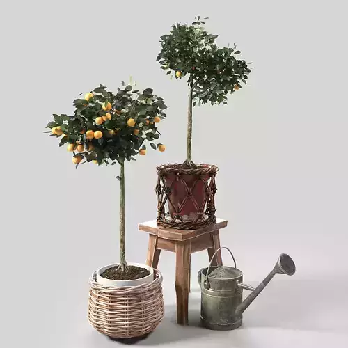 Orange Trees set 02  3D model