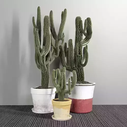 Set of Three Cactuses Carnegiea  3D model
