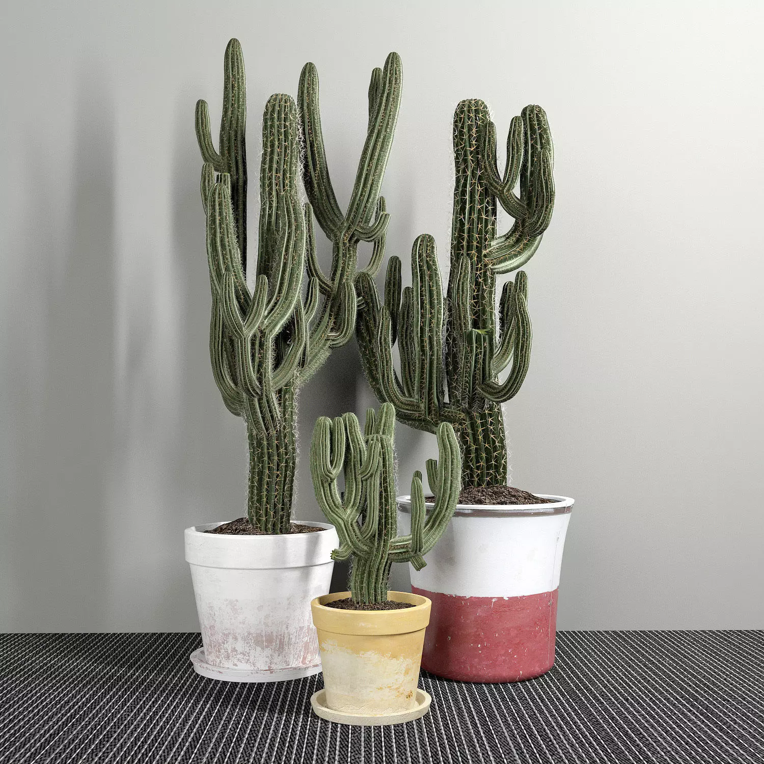 Set of Three Cactuses Carnegiea 3D model_0