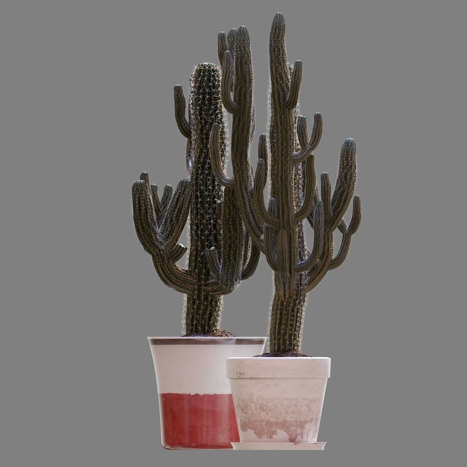 Set of Three Cactuses Carnegiea 3D model_5