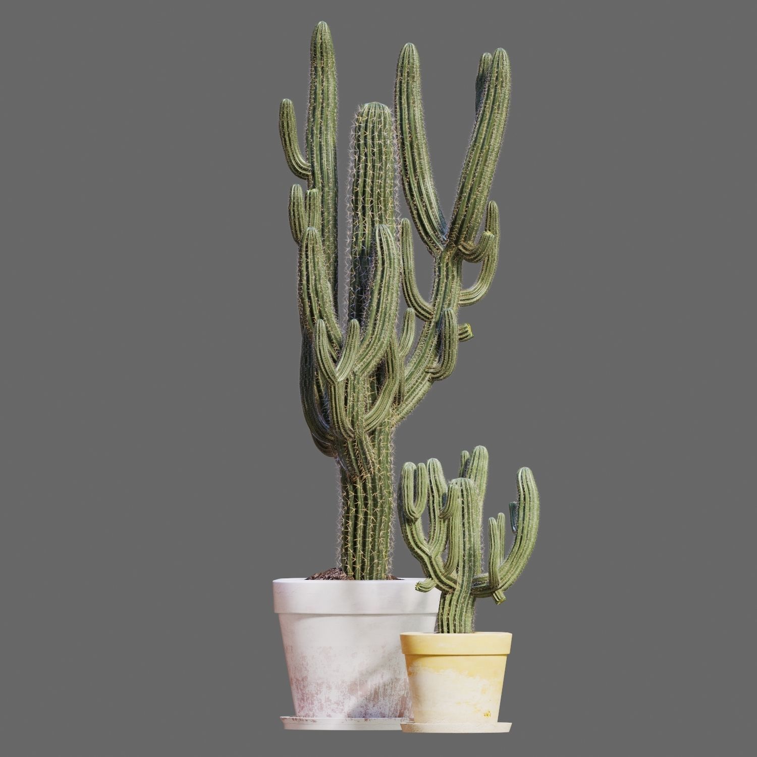 Set of Three Cactuses Carnegiea 3D model_7