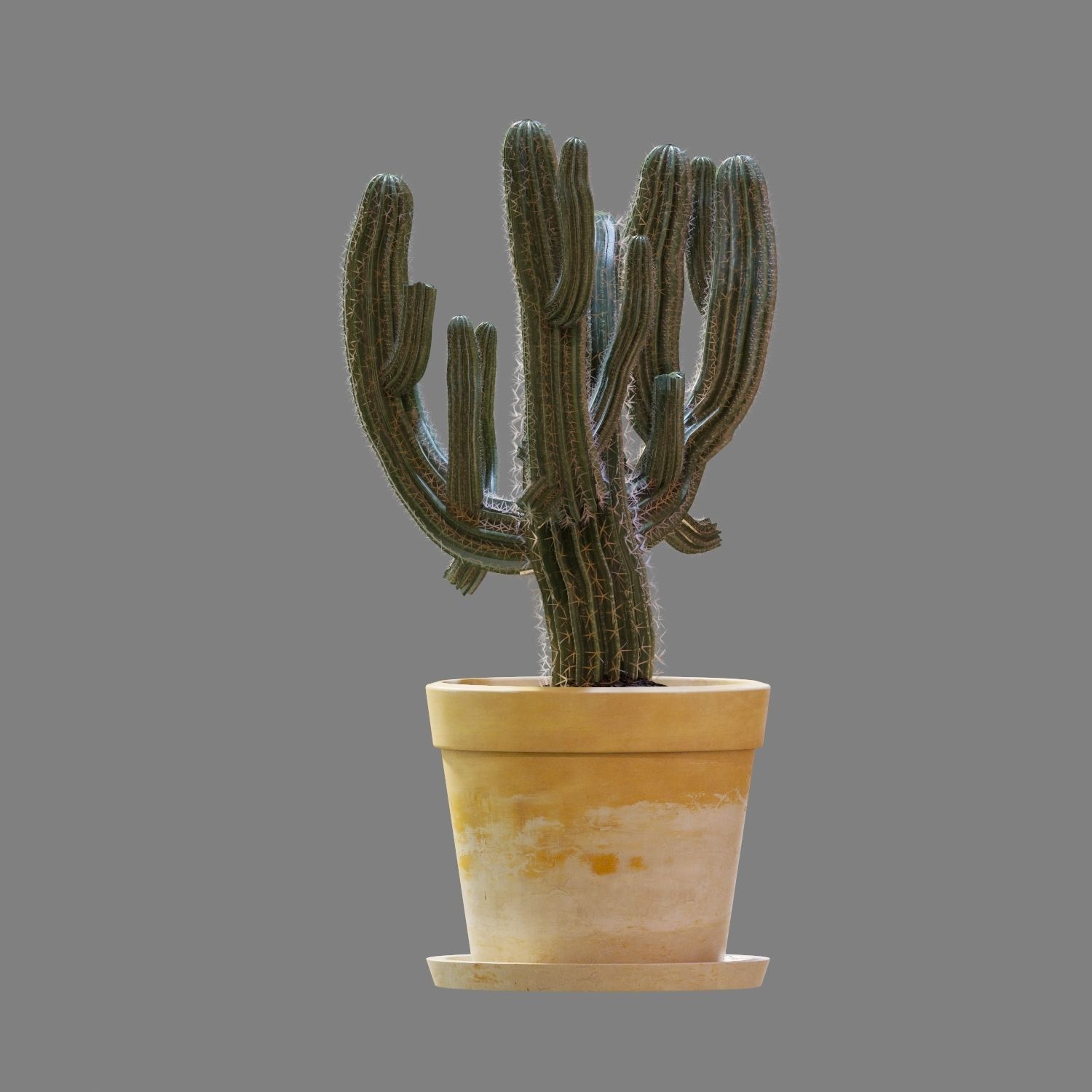 Set of Three Cactuses Carnegiea 3D model_4
