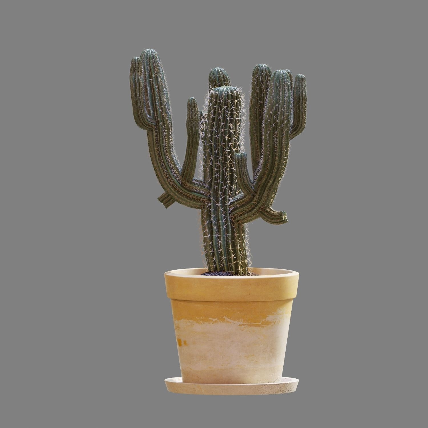 Set of Three Cactuses Carnegiea 3D model_9