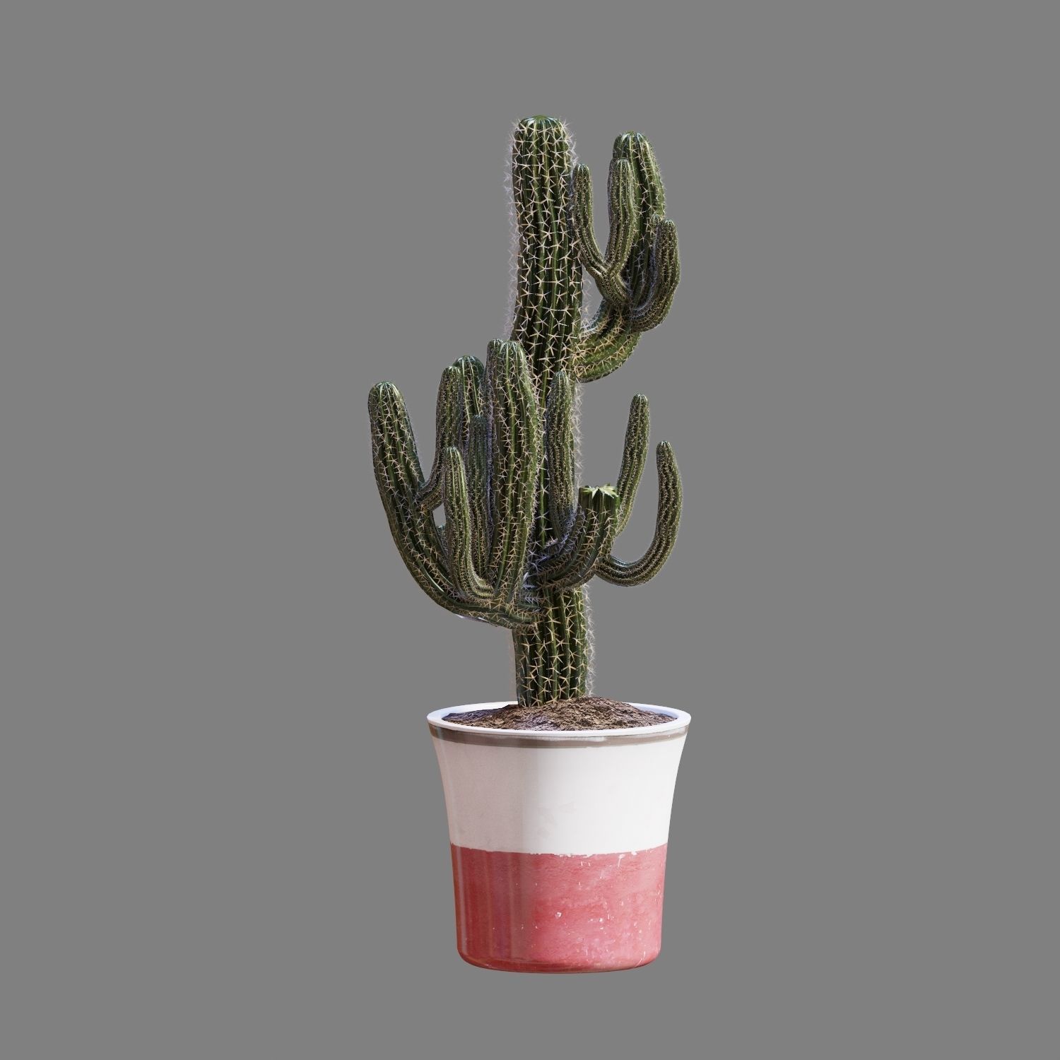 Set of Three Cactuses Carnegiea 3D model_2